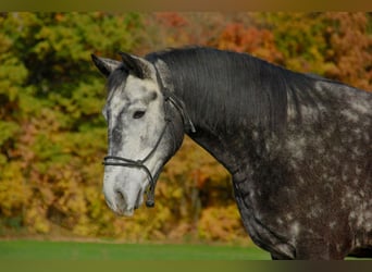Hungarian Sport Horse, Gelding, 7 years, 15,1 hh, Grey-Dark-Tan