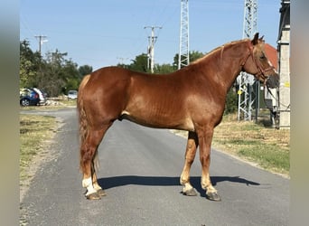Hungarian Sport Horse, Gelding, 7 years, 15,2 hh, Chestnut-Red