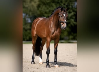 Hungarian Sport Horse, Gelding, 7 years, 16.1 hh, Brown