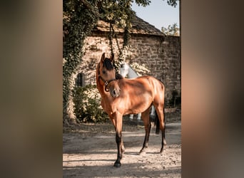 Hungarian Sport Horse, Gelding, 7 years, 16.1 hh, Brown