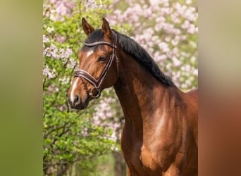 Hungarian Sport Horse, Gelding, 7 years, 16.1 hh, Brown