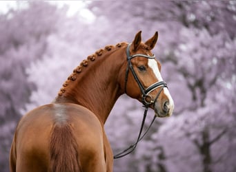 Hungarian Sport Horse, Gelding, 7 years, 16.1 hh, Chestnut
