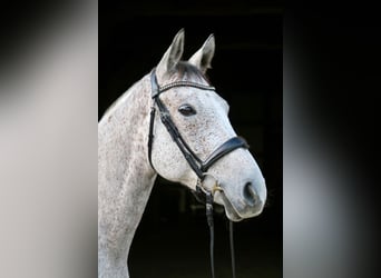 Hungarian Sport Horse, Gelding, 7 years, 16,1 hh, Gray-Fleabitten