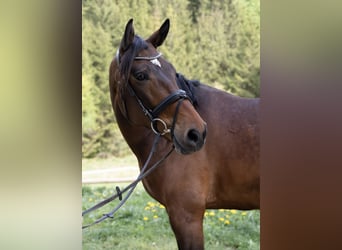 Hungarian Sport Horse, Gelding, 7 years, 16 hh, Bay-Dark