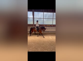 Hungarian Sport Horse, Gelding, 7 years, 16 hh, Bay-Dark