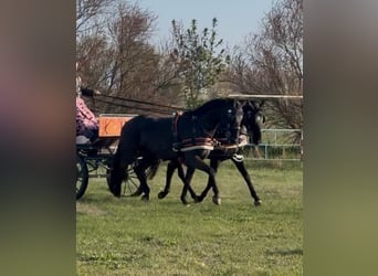 Hungarian Sport Horse, Gelding, 7 years, 16 hh, Black