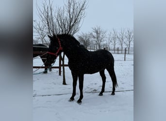 Hungarian Sport Horse, Gelding, 7 years, 16 hh, Black
