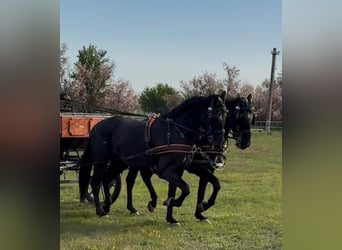 Hungarian Sport Horse, Gelding, 7 years, 16 hh, Black