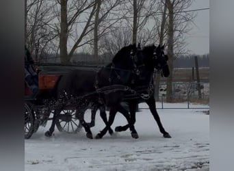 Hungarian Sport Horse, Gelding, 7 years, 16 hh, Black