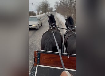 Hungarian Sport Horse, Gelding, 7 years, 16 hh, Black