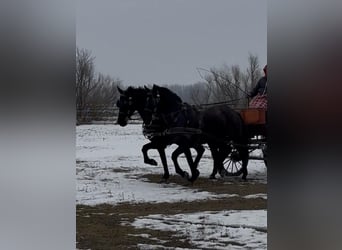 Hungarian Sport Horse, Gelding, 7 years, 16 hh, Black