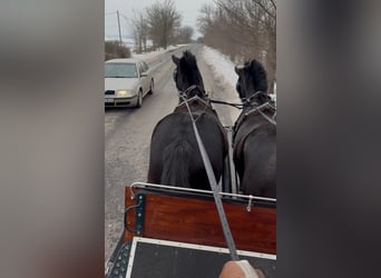 Hungarian Sport Horse, Gelding, 7 years, 16 hh, Black