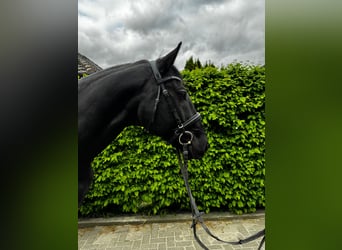 Hungarian Sport Horse, Gelding, 7 years, 16 hh, Black