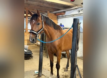 Hungarian Sport Horse, Gelding, 7 years, 16 hh, Brown
