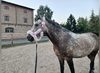 Hungarian Sport Horse, Gelding, 7 years, 16 hh, Gray-Dapple