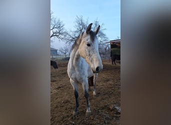 Hungarian Sport Horse Mix, Gelding, 7 years, 16 hh, Gray-Fleabitten