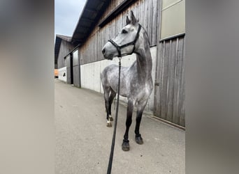 Hungarian Sport Horse, Gelding, 7 years, 16 hh, Grey