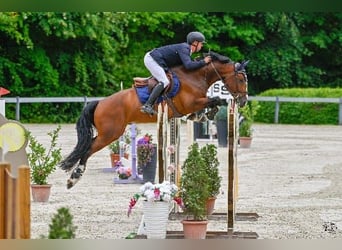 Hungarian Sport Horse, Gelding, 7 years, 16,1 hh, Brown