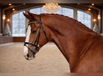 Hungarian Sport Horse, Gelding, 7 years, 16,1 hh, Chestnut