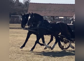 Hungarian Sport Horse, Gelding, 7 years, 16,2 hh, Bay