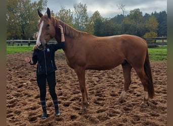 Hungarian Sport Horse, Gelding, 7 years, 16,3 hh, Chestnut-Red