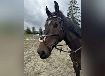 Hungarian Sport Horse, Gelding, 7 years, 17.1 hh, Bay-Dark
