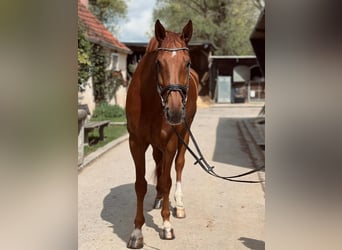 Hungarian Sport Horse, Gelding, 7 years, 17 hh, Chestnut-Red