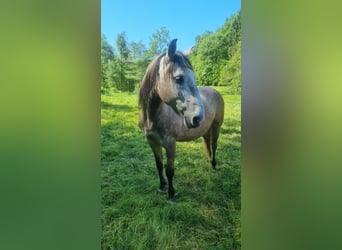 Hungarian Sport Horse, Gelding, 8 years, 14.1 hh, Can be white