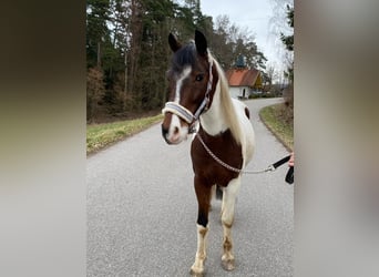 Hungarian Sport Horse, Gelding, 8 years, 14.1 hh, Pinto