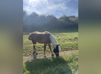 Hungarian Sport Horse, Gelding, 8 years, 14,2 hh, Brown