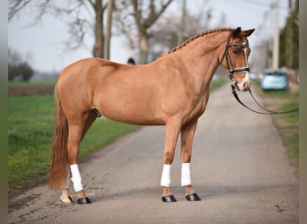Hungarian Sport Horse, Gelding, 8 years, 14.2 hh, Chestnut