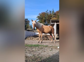 Hungarian Sport Horse Mix, Gelding, 8 years, 14.2 hh, Palomino