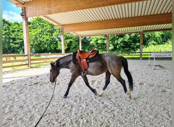 Hungarian Sport Horse, Gelding, 8 years, 14.3 hh, Roan-Blue