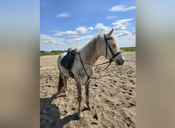 Hungarian Sport Horse, Gelding, 8 years, 14,3 hh, Gray-Dapple