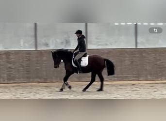 Hungarian Sport Horse, Gelding, 8 years, 15.1 hh, Brown