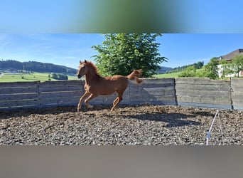 Hungarian Sport Horse, Gelding, 8 years, 15.1 hh, Chestnut-Red