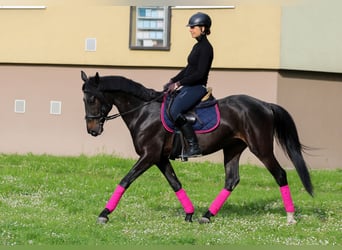 Hungarian Sport Horse Mix, Gelding, 8 years, 15.2 hh, Bay-Dark
