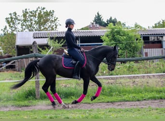 Hungarian Sport Horse, Gelding, 8 years, 15.2 hh, Bay-Dark