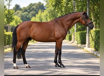 Hungarian Sport Horse, Gelding, 8 years, 15.2 hh, Bay