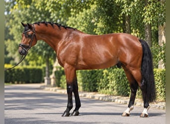 Hungarian Sport Horse, Gelding, 8 years, 15.2 hh, Bay