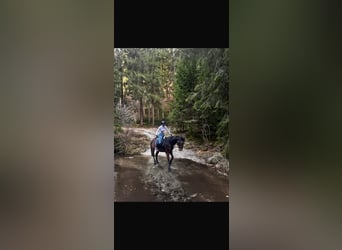 Hungarian Sport Horse, Gelding, 8 years, 15.2 hh, Brown