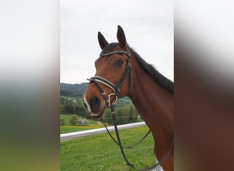 Hungarian Sport Horse, Gelding, 8 years, 15.2 hh, Brown