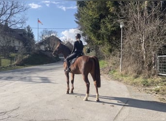 Hungarian Sport Horse, Gelding, 8 years, 15,2 hh, Chestnut-Red