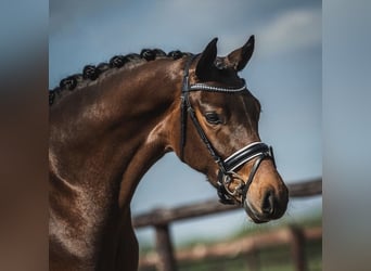 Hungarian Sport Horse, Gelding, 8 years, 15,3 hh, Bay-Dark