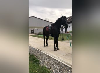 Hungarian Sport Horse, Gelding, 8 years, 16,1 hh, Black