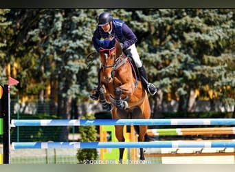 Hungarian Sport Horse, Gelding, 8 years, 16.1 hh, Brown