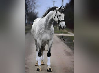 Hungarian Sport Horse, Gelding, 8 years, 16.1 hh, Grey