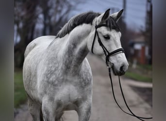 Hungarian Sport Horse, Gelding, 8 years, 16.1 hh, Grey