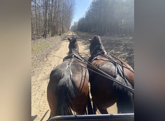 Hungarian Sport Horse, Gelding, 8 years, 16.2 hh, Bay