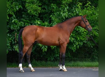 Hungarian Sport Horse, Gelding, 8 years, 16.2 hh, Brown